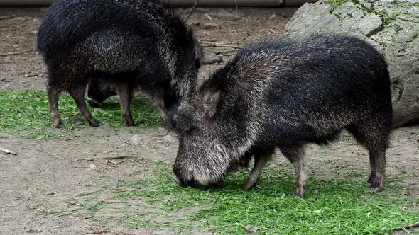 Chacoan peccary (Catagonus wagneri) eats grass	