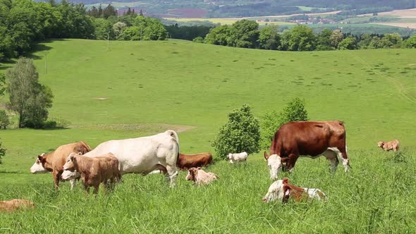 Cows and calves grazing on a spring meadow in sunny day