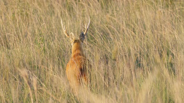 Wild hidden marsh deer, blastocerus dichotomus camouflage in dense wild rye, walking away in slow mo alt