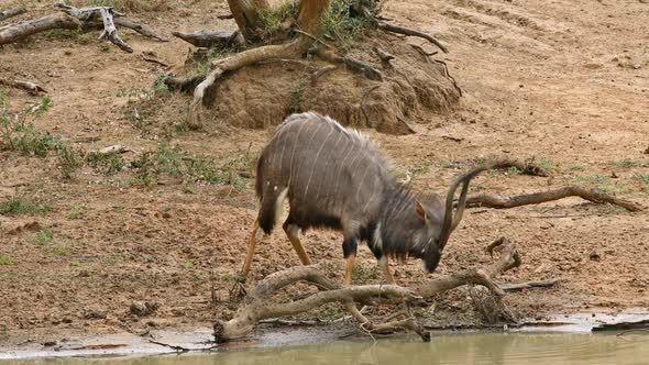 Nyala Antelope Playing In Mud alt