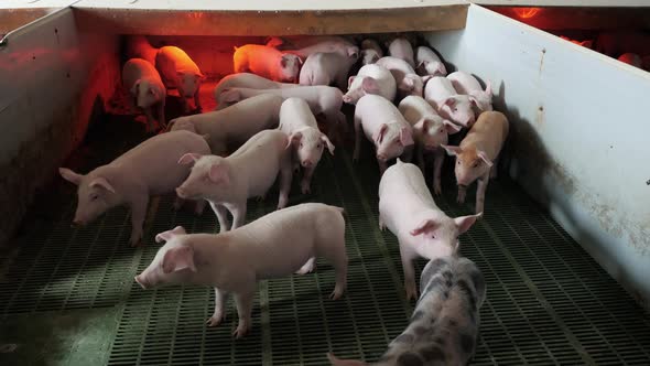 Young Little Pigs on a Farm in a Pigsty Look Into the Camera and Sniff alt