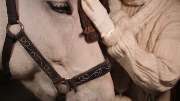 A Woman Cleans the Horse's Head with a Soft Cloth Caring for Pets Love