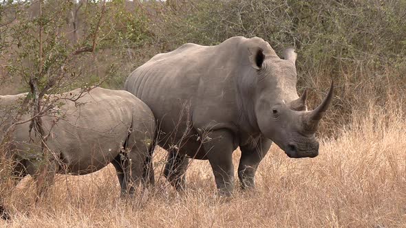 A Southern White Rhino with her calf standing in the tall dry grass in Africa. alt