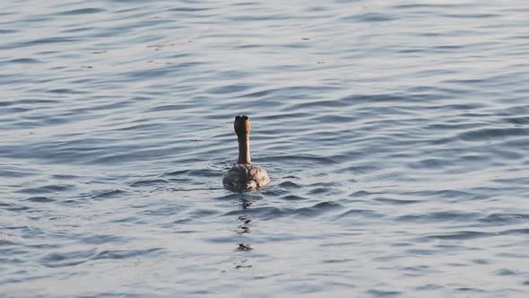Great Crested Grebe or Podiceps Cristatus. Waterfowl Bird Searches Fish Under Sea Surface. Sochi alt
