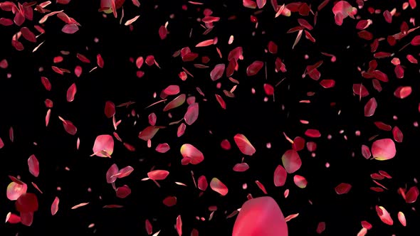 Red Rose Petals Falling on Transparent Background