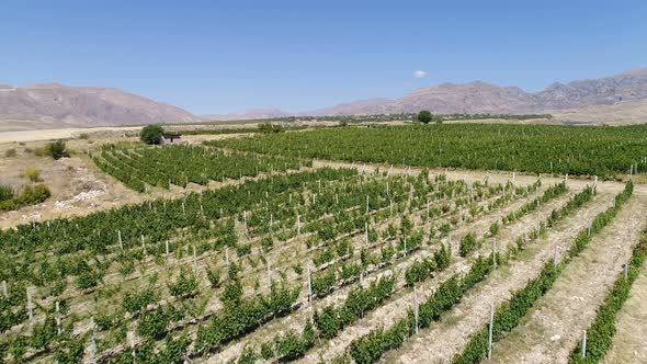 Drone flying over the straight rows of the green vineyards.