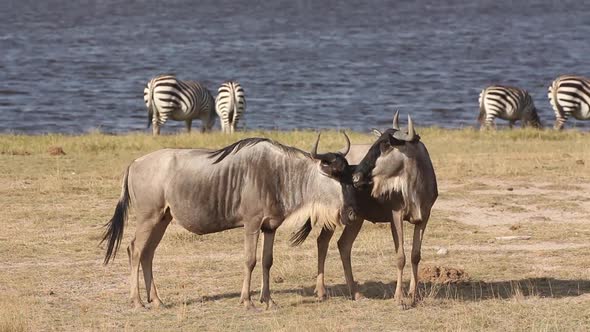 White Bearded Wildebeest alt