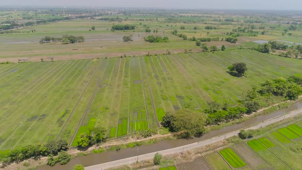 Rice Field and Agricultural Land in Indonesia alt