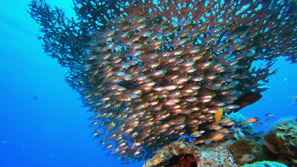 Tropical Coral Reef Glassfish alt