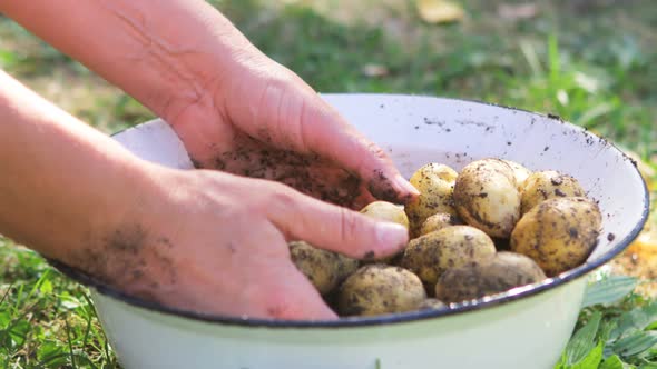 Close-up of woman hands washing potatoes in garden alt