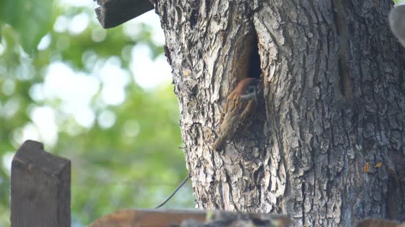 Sparrow Flies Into Its Nest in a Hollow Tree alt