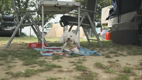 Dog Resting By Campsite Table alt