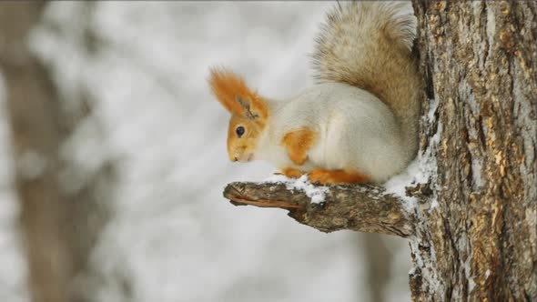 A squirrel sits on a tree in the winter