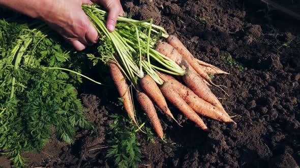 Women's Hands Harvest Carrots in the Garden