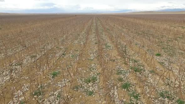 Tree sapling cultivation. alt
