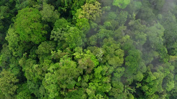 Cinematic aerial background of nature: showing the tropical forest canopy alt