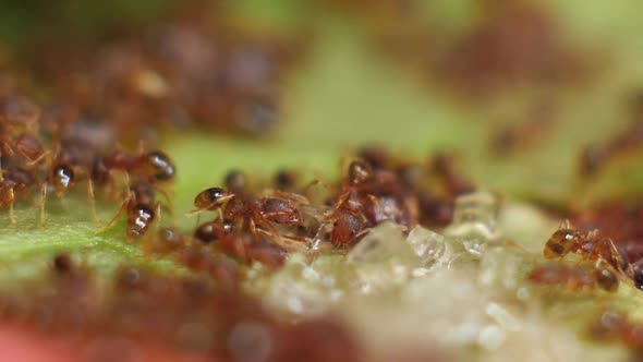 Ants And Sugar