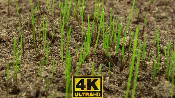 Growing Plants - 4K alt