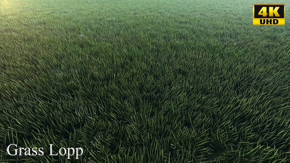 Grass 4k alt
