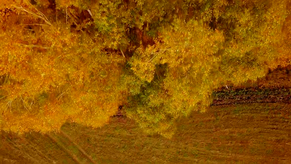 Aerial Drone Shot Flying Over The Bright Trees In The Autumn Forest