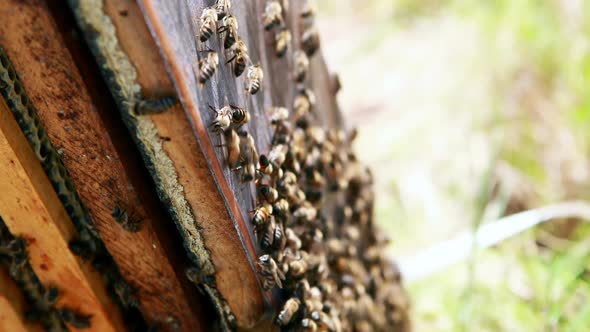 Close-up of honey bee frame covered with bees alt