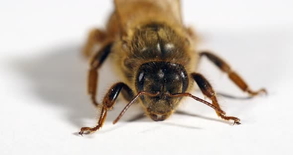 European Honey Bee, apis mellifera, Queen against White Background, Normandy, Real Time 4K alt