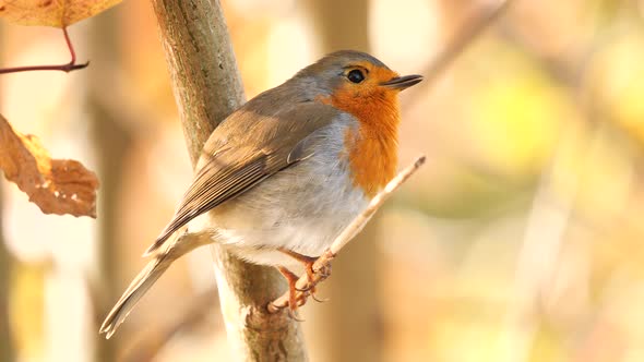 European Robin singing in the morning alt