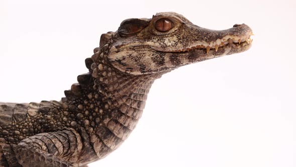 cuviers dwarf caiman side profile alt