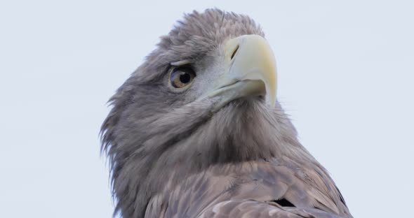 White Tailed Eagle Haliaeetus Albicilla is a Very Large Species of Sea Eagle alt