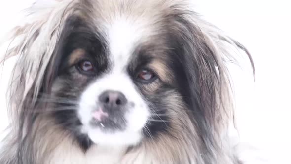 Angry Little Dog Barks alt