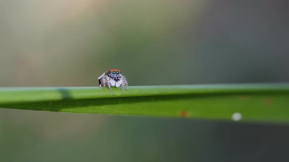 high frame rate clip of a male maratus volans walking on a left and exiting left alt