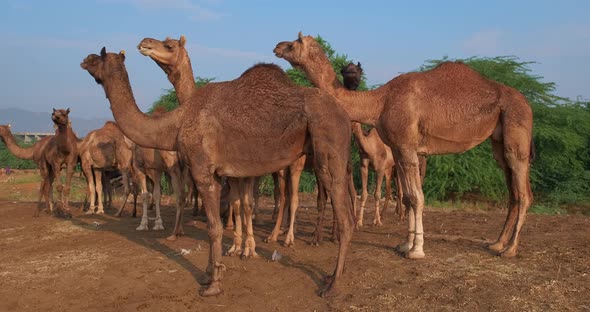 Herd of Camels at Pushkar Mela Camel Fair Festival in Field alt