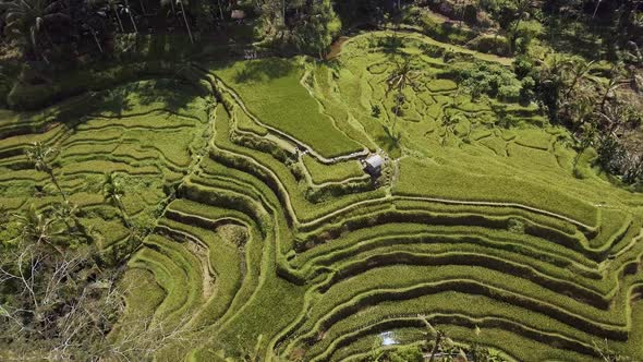 Above Rice Fields