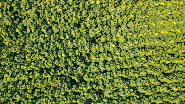 Aerial View on Top From Above on a Large Field of Ripe Sunflowers on a Sunny Day