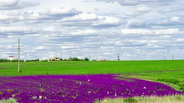 Violet Delphinium Flowers Field Time Lapse With Moving Clouds on a Sky alt