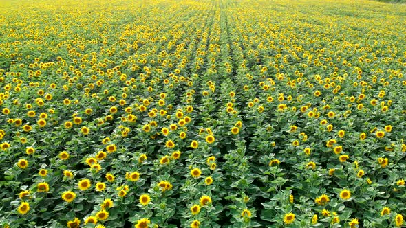 A field with sunflowers. Agro-industrial complex. 