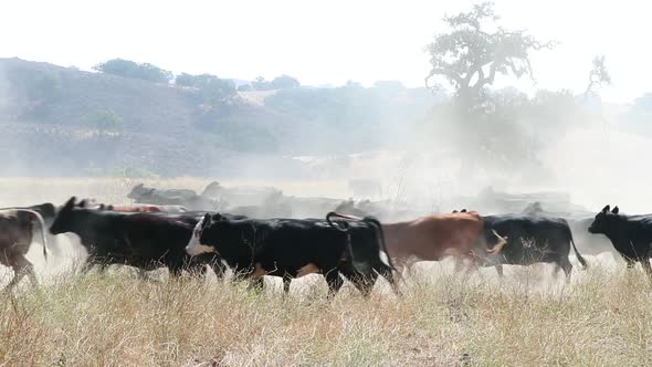 Herd of black Angus cattle running across the screen causing dust to fly in the air alt