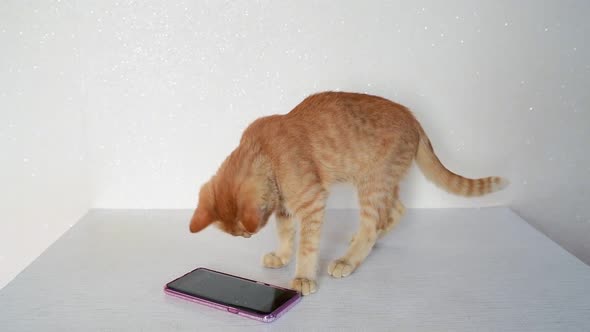 Red Cat Plays on Phone with Computer Game Mouse