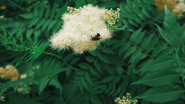 Striped Bumblebee Pollinating White Sweetsmelling Meadowsweet Flowers Slowmo alt