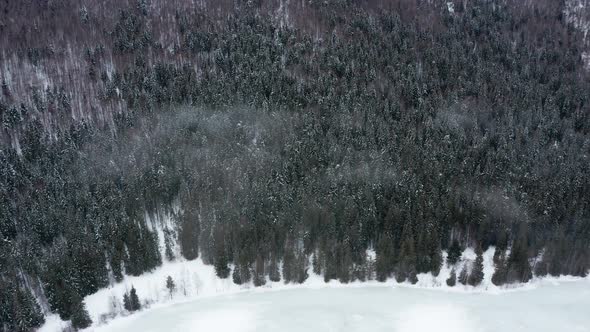 Dense Forest On Lakeshore Of Saint Anne Lake (Lake Sfanta Ana) At Winter Season In Harghita, Romania alt