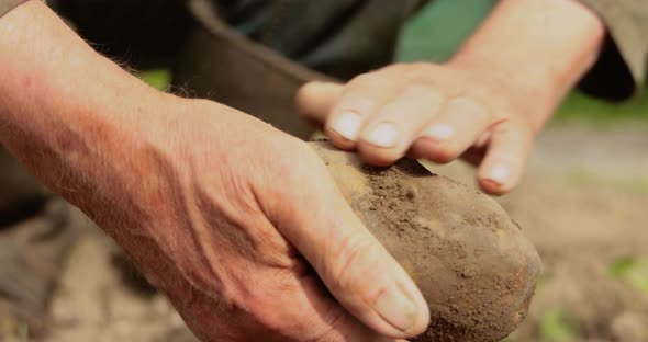 Farmer Inspects His Crop of Potatoes Hands Stained with Earth. alt