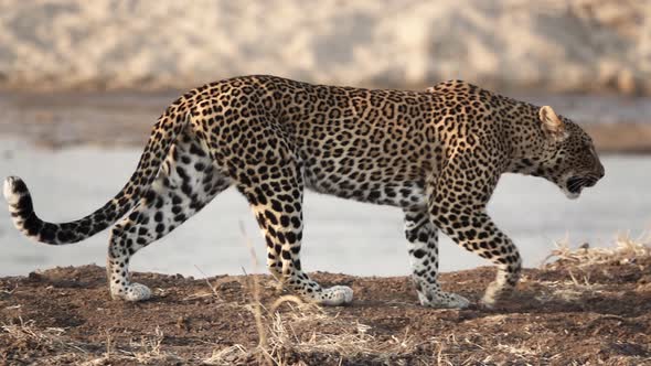 Profile View of Wild Leopard Walking Near River