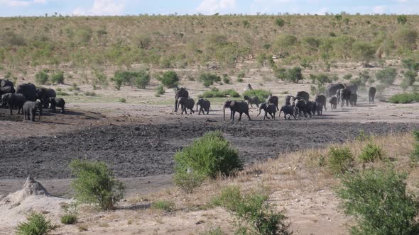 A new herd of African Bush elephants arriving at an already busy waterhole alt