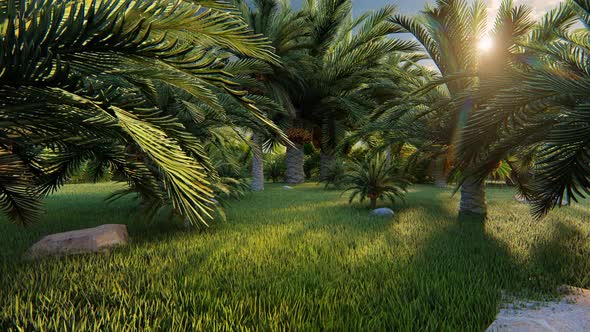 Garden Of Palms 2k