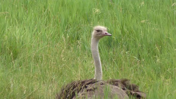 large ostrich  on the grass