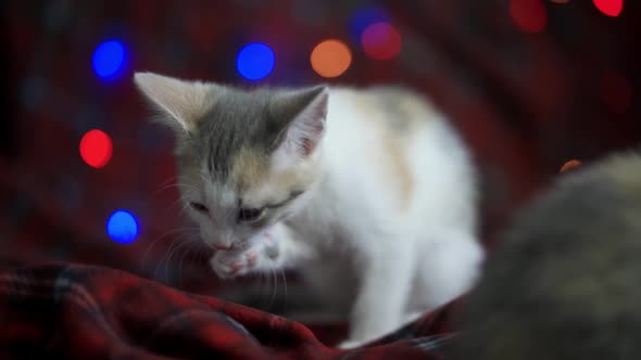 The Kitten Licks Its Lips and Washes Its Face Against the Background of Multicolored New Year's