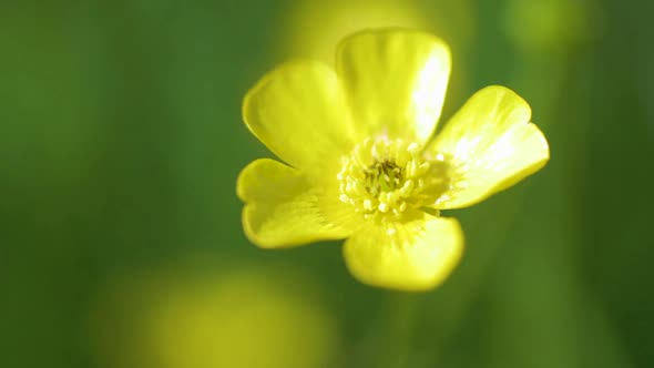 A close-up shot of a yellow Buttercup flower moving in the wind.