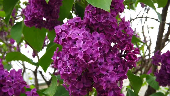 Amazing purple lilac in the tree alt