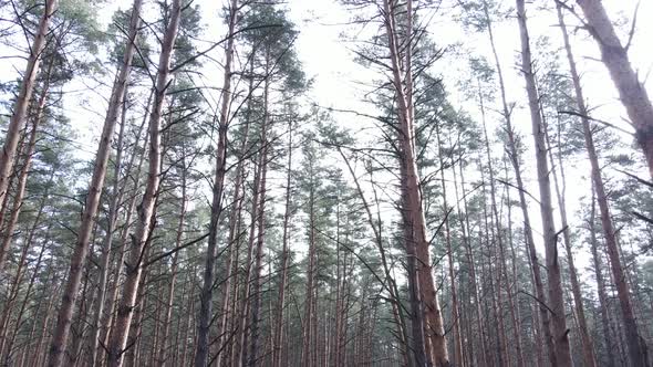Trees in a Pine Forest During the Day Aerial View alt