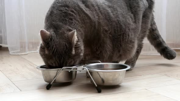 Fat British Cat Has Food